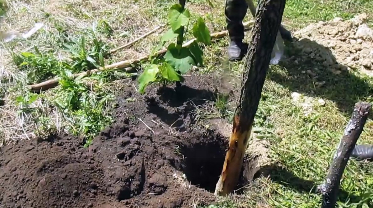 Гнить не будет Как установить деревянные столбы в землю