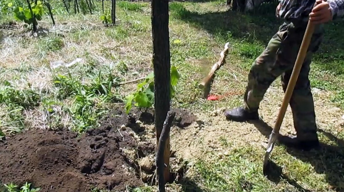 Гнить не будет Как установить деревянные столбы в землю