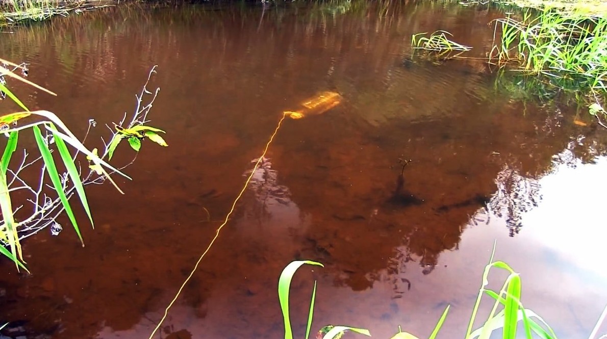 Как сделать уловистую ловушку для рыбы из ПЭТ бутыли