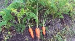 Проверенный годами надежный способ хранения моркови и свеклы - «Мультфильмы»