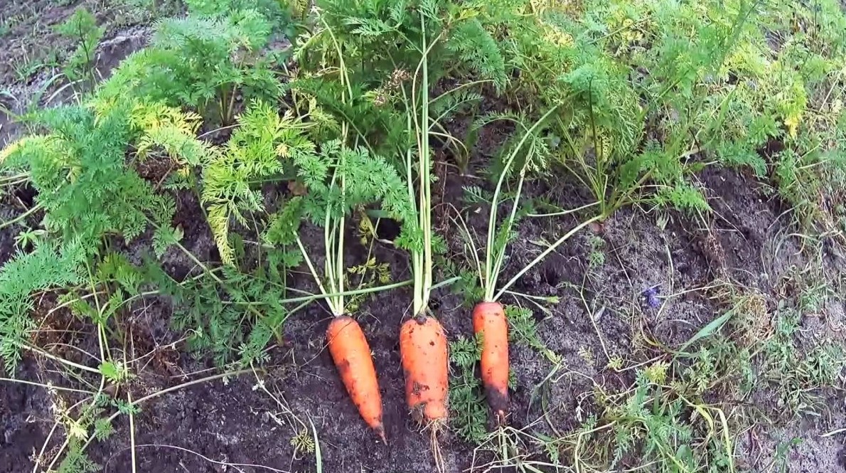 Проверенный годами надежный способ хранения моркови и свеклы