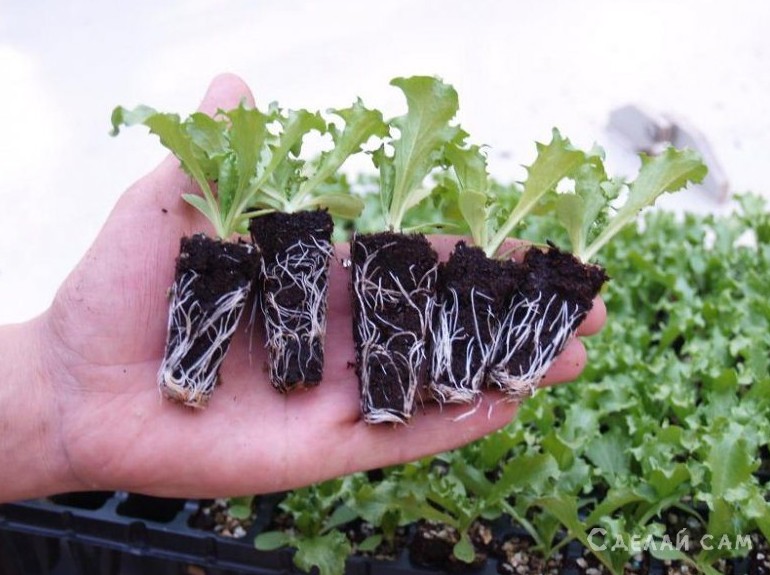 Выращиваем кочанный салат в домашних условиях - «Сделай сам»