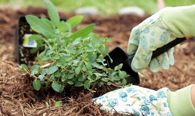 11 практичных осенних советов для дачника - «Сад и огород»