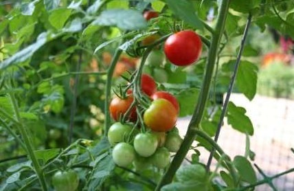 Посадка культур на следующий год после томатов – что лучше выбрать? - «Сад и огород»