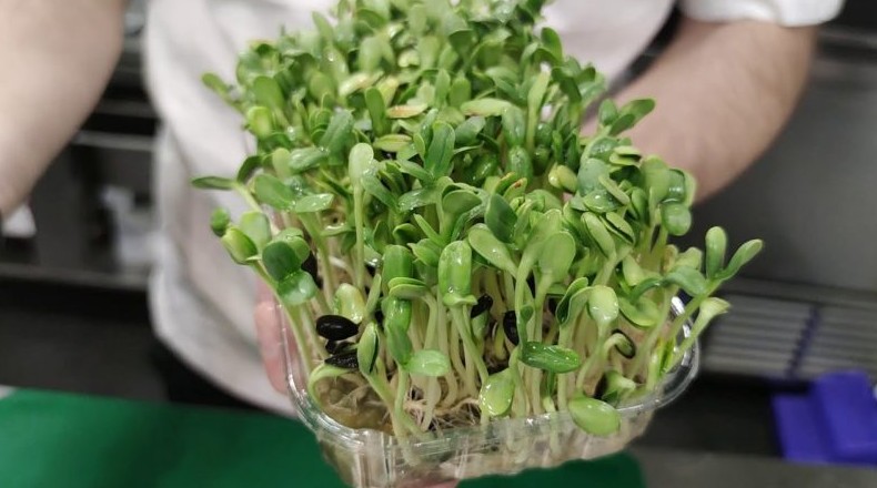 Витаминная микрозелень из семечек — готова уже через неделю - «Своими руками»