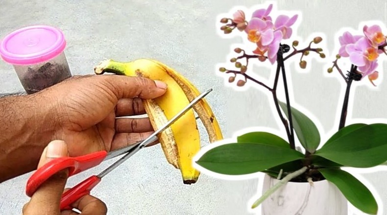 Удобрение из банановой кожуры поможет орхидее зацвести вновь - «Своими руками»