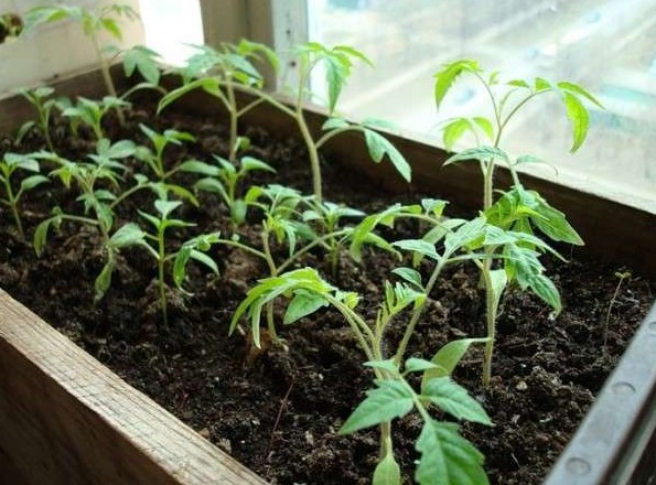 Чем подкармливать рассаду помидор в домашних условиях? - «Сад и огород»