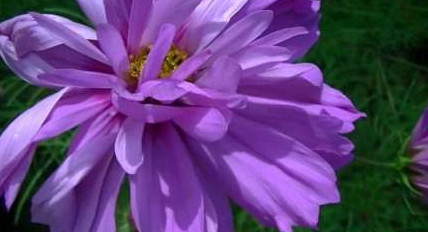 Цветок Космея махровая. Описание и фото - «Дом и быт»