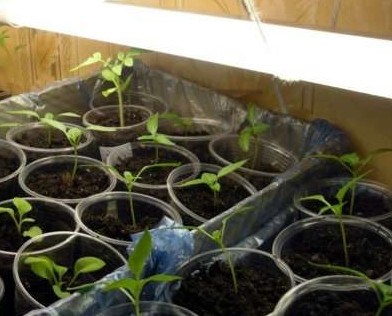 Советы по выращиванию рассады капусты в домашних условиях - «Сад и огород»
