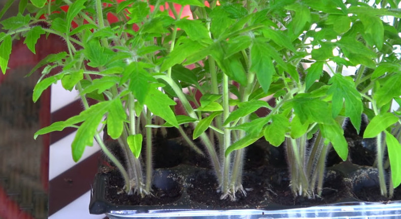 Отлично работающий букетный способ посева семян томата для богатого урожая - «Своими руками»