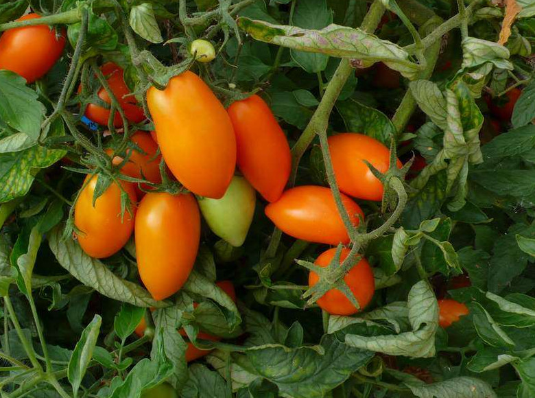 Посадка томатов в открытый грунт в 2019 году. Сроки - «Сад и огород»