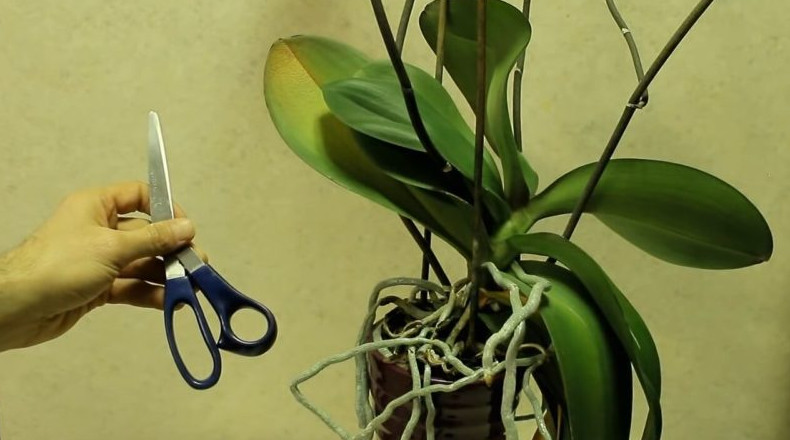 Смажьте срез на орхидее супер-клеем: простая идея, как из одной орхидеи сделать две и больше - «Своими руками»