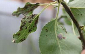 Чернеют листья у груши — причины и лечение - «Сад и огород»