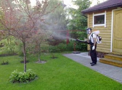 Обработка деревьев и кустов весной от вредителей - «Дом и быт»