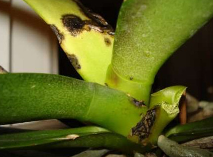 Как вырастить орхидею Фаленопсис? Лечение заболеваний - «Дом и быт»
