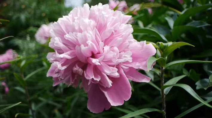 Опытный садовод поделился полезной информацией, как подкормить пионы в сентябре для пышного цветения весной - «Своими руками»