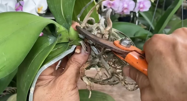 Необычный способ восстановления корней орхидеи без полива, оживет даже самый слабый цветок - «Своими руками»