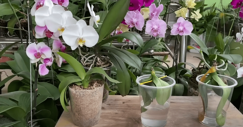 Восстановить корни орхидеи очень просто! Самый эффективный способ - «Своими руками»