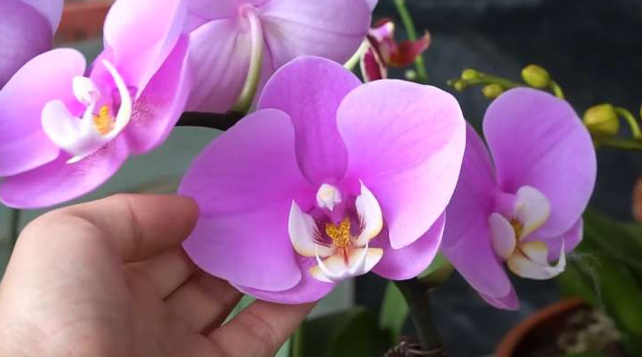 Стакан волшебной воды в месяц, и орхидея цветёт и радует круглый год - «Своими руками»