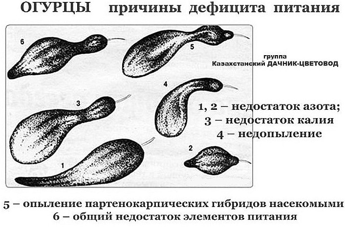 Причины изменения формы огурцов и простые способы решения проблемы - «Своими руками»