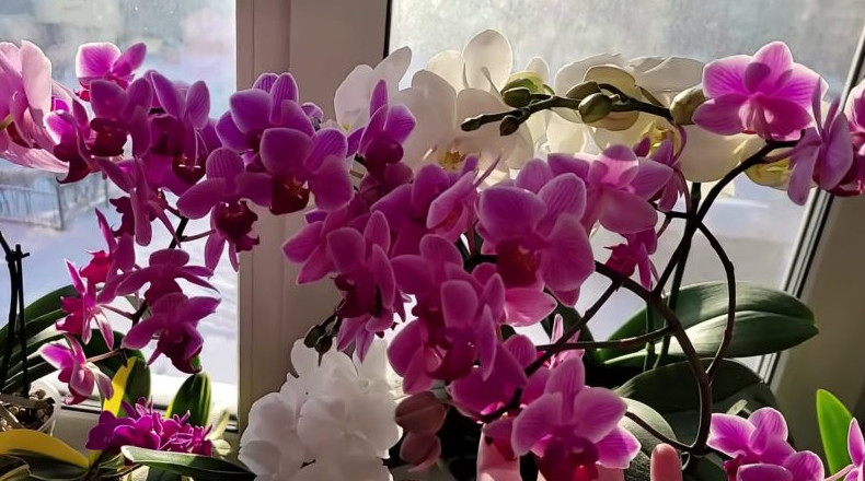 Выращиваете орхидеи? Убедитесь, что делаете это правильно: 5 правил, которые важно знать - «Своими руками»