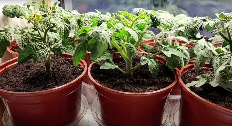 Основные правила выращивания рассады томатов для крепкой, здоровой рассады и отменного урожая - «Своими руками»