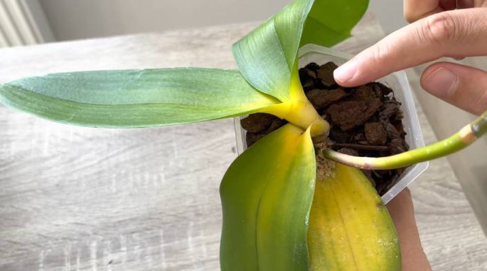 Распространённое средство, которое быстро поможет оживить пожелтевшие и гниющие орхидеи - «Своими руками»