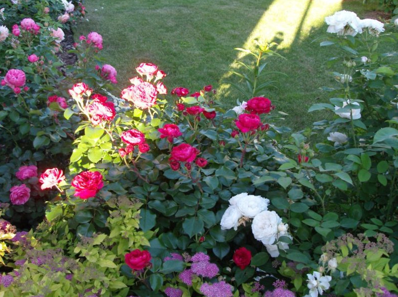 Весь сад будет в розах, если подкормить кустики после зимы так - «Своими руками»