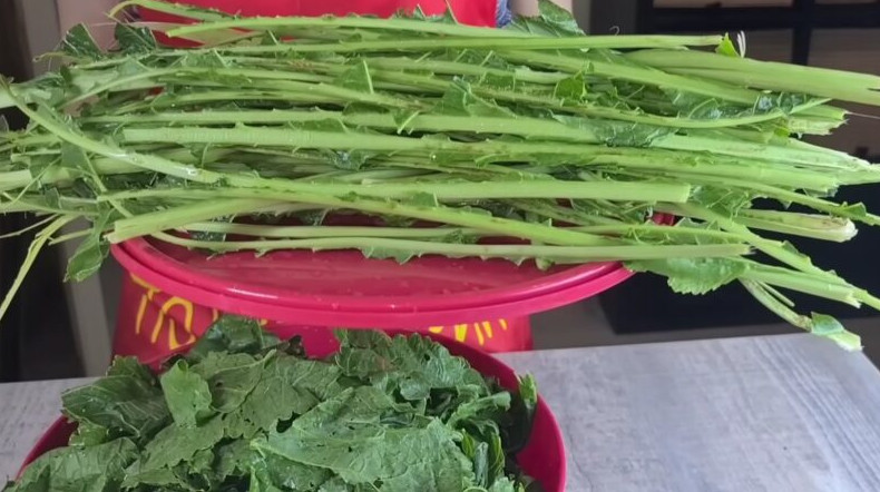 Пикантная приправа из листьев хрена: и к мясу, и к рыбе и на бутерброды - «Своими руками»