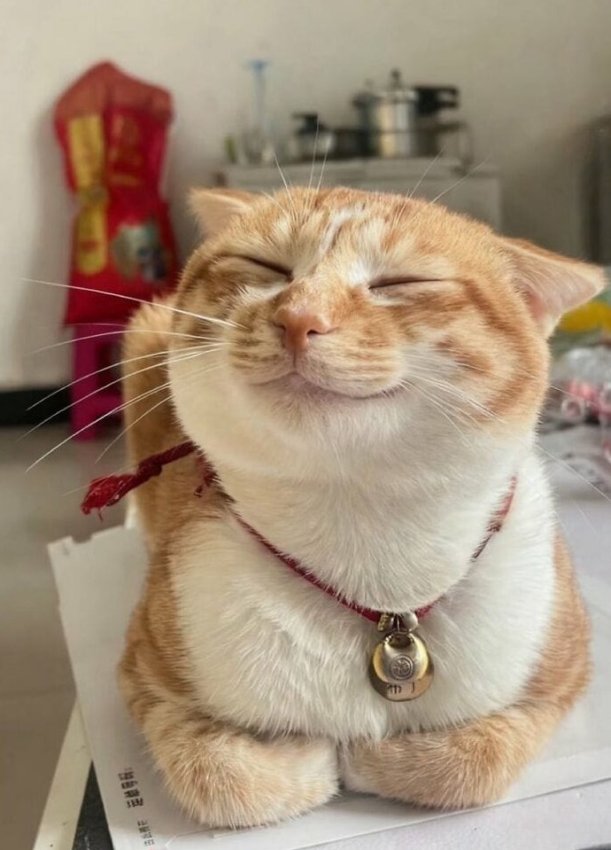 17 котят с мощной аурой, благодаря которым у вас будет хорошее настроение - «Своими руками»